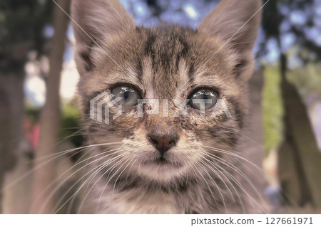 Tabby Kitten Close Up with Curious, Intense Expression.Fluffy tabby kitten stares with charm and feline focus. 127661971