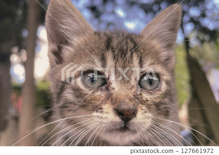 Tabby Kitten Close Up with Curious, Intense Expression.Fluffy tabby kitten stares with charm and feline focus. 127661972