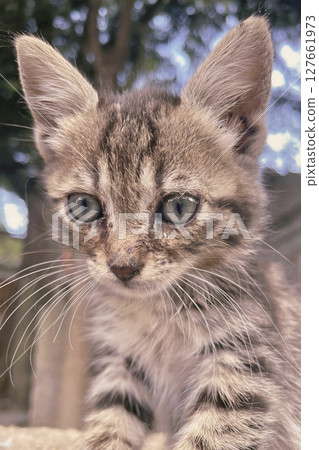 Tabby Kitten Close Up with Curious, Intense Expression.Fluffy tabby kitten stares with charm and feline focus. 127661973