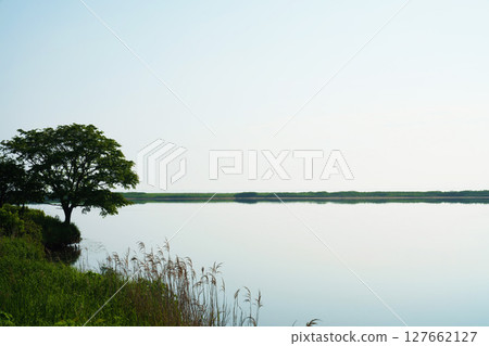 Odaituma in early summer, Hokkaido Odaituma in early summer, Hokkaido 127662127