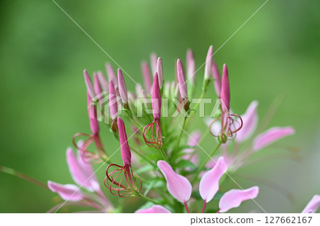 Cleome (Western-style butterfly plant) on a clear day during the rainy season Cleome (Western-style butterfly plant) on a clear day during the rainy season 127662167