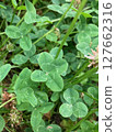 four Leaf Clover  127662316
