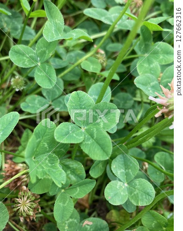 四片葉子的三葉草 四片葉子的三葉草 127662316