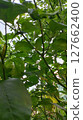 green leaves of mango tree 127662400