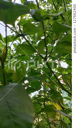 green leaves of mango tree green leaves of mango tree 127662400