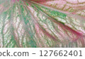 surface of a taro leaf taken close up 127662401