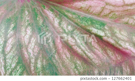 surface of a taro leaf taken close up 127662401