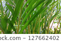 green leaves of palm tree 127662402