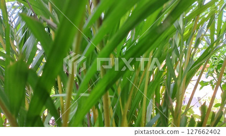 green leaves of palm tree green leaves of palm tree 127662402