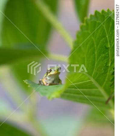 A small tree frog resting on a hydrangea leaf 127662437