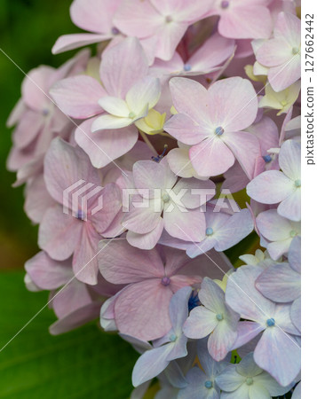 Light purple hydrangea wet with rain Light purple hydrangea wet with rain 127662442