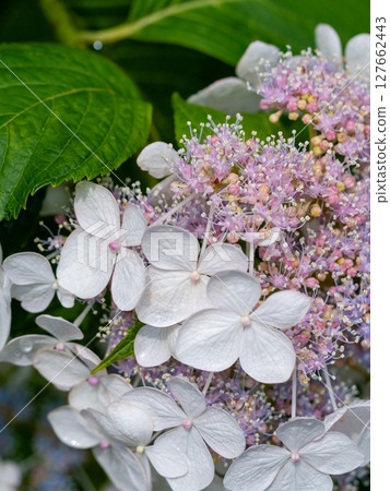 Close-up photo of white hydrangea 127662443