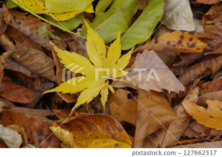 落葉的風景 127662517