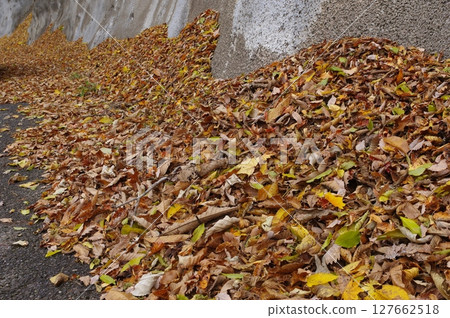 路邊堆積的落葉 127662518