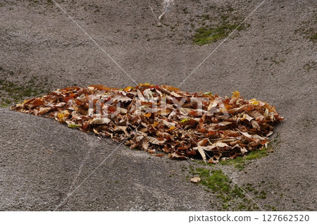Fallen leaves piled up on the side of the road 127662520