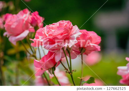 神代植物園盛開的粉紅玫瑰 127662525