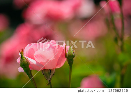Pink roses blooming in Jindai Botanical Gardens 127662526