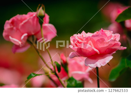 Pink roses blooming in Jindai Botanical Gardens 127662533