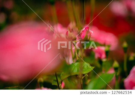 Pink roses blooming in Jindai Botanical Gardens 127662534