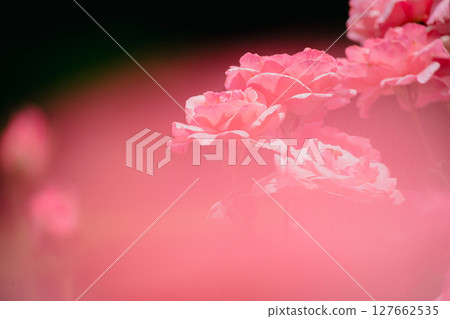 Pink roses blooming in Jindai Botanical Gardens 127662535