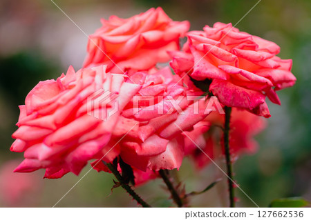 神代植物園盛開的粉紅玫瑰 127662536