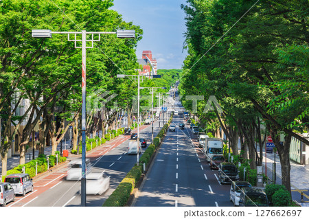 東京新鮮的綠色表參道 127662697