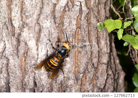 大虎頭蜂 127662713