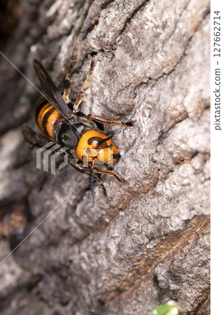 大虎頭蜂 127662714