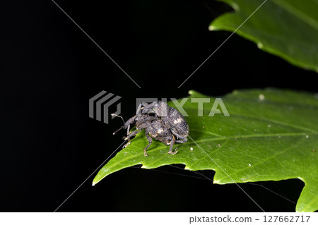 Kusana Aki Weevil 127662717