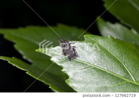 Kusana Aki Weevil 127662719