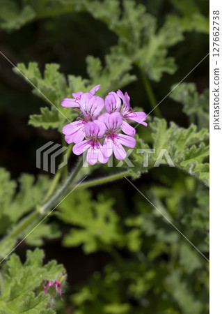 Centered geranium 127662738