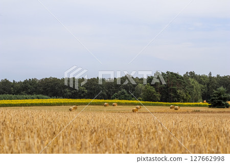 Expansive wheat field dotted with hay bales, backed by a lush forest and a vibrant yellow field under a soft sky, depicting agricultural beauty. High quality photo 127662998