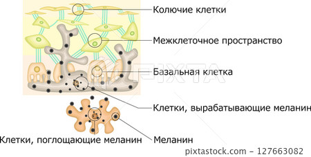 Melanin pigment illustration Russian Melanin pigment illustration Russian 127663082