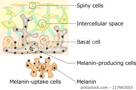 Melanin pigment illustration English Melanin pigment illustration English 127663083