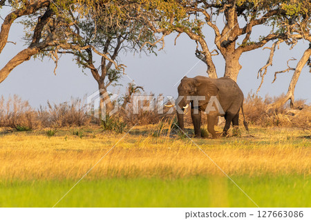 African Elephant grazing in the Okavango Delta at sunset 127663086