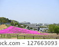 Moss Phlox at Marigold Hill in Honjo City 127663093