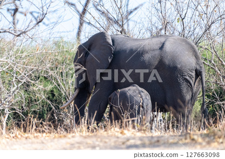 African Elephant in Chobe National Park African Elephant in Chobe National Park 127663098