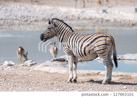 Zebra in Etosha 127663101