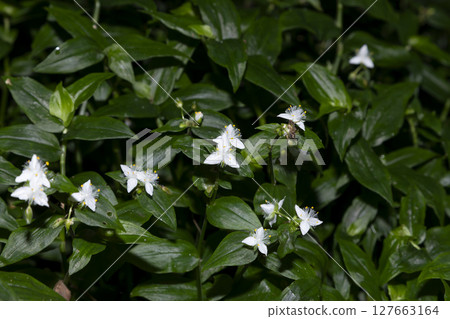 Tokiwa Tsukusa 127663164