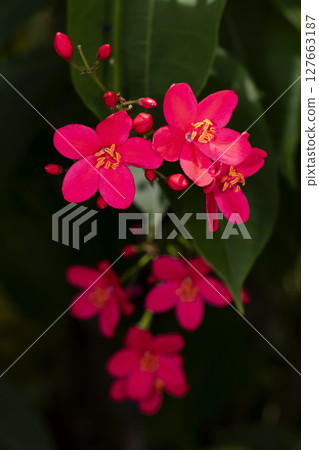 Jatropha 127663187