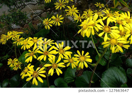 Japanese butterbur flowers [Tsukui, Sagamihara City, November] 127663647