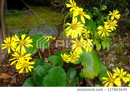 Japanese butterbur flowers blooming in the garden [Tsukui, Sagamihara City, November] 127663649