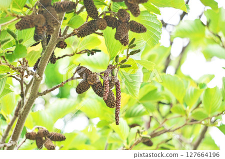 Last year's fruits of the mountain alder (summer, June) 127664196
