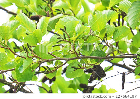 去年和今年的赤楊果實(夏季、六月) 去年和今年的赤楊果實(夏季、六月) 127664197