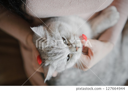 A woman gently hugs a beautiful Scottish cat 127664944
