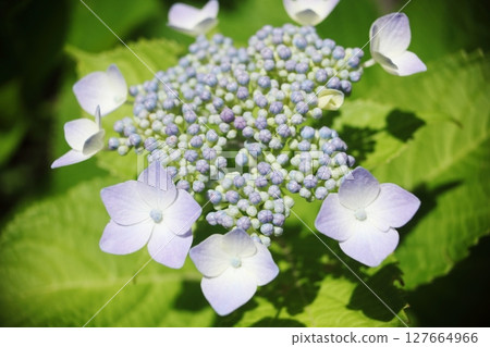 為雨季增色的繡球花 為雨季增色的繡球花 127664966