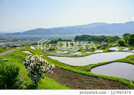 Obasute rice terraces and Zenkoji Plain [Chikuma City] 127665474