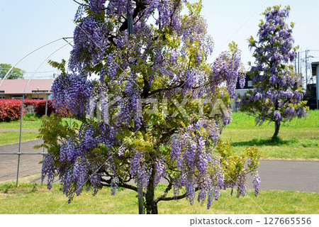 Shimotsuma, the village of relaxation #14 127665556
