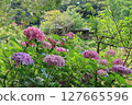 Pale purple hydrangeas at Hondo-ji Temple in Matsudo City 127665596
