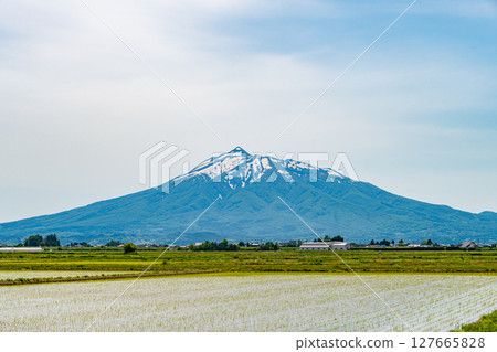 插秧後的稻田與岩木山 插秧後的稻田與岩木山 127665828